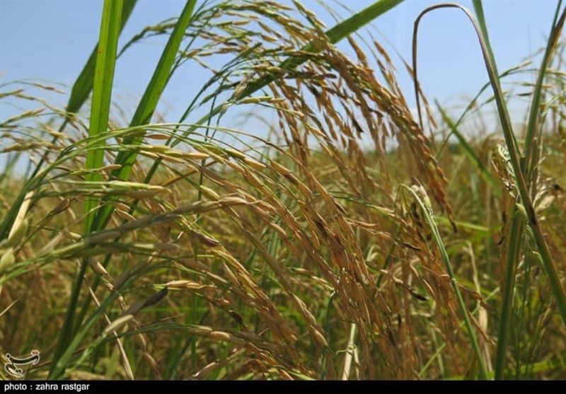 فعالیت 300 هزار بهره‌بردار در حوزه تولید برنج؛ 151 میلیارد ریال از تسهیلات مکانیزانسیون گیلان جذب شد