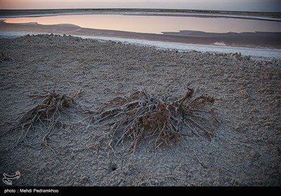 فاجعه زیست محیطی در تالاب شادگان