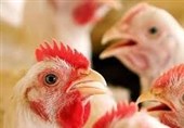 آیا روی سویۀ مرغ ایرانی «آرین» کار علمی هم انجام می‌شود؟