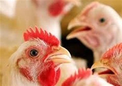  شگرد دولت برای حمایت از تولید مرغ ایرانی/ دولت آرین را ۱۲ درصد گران تر می خرد 