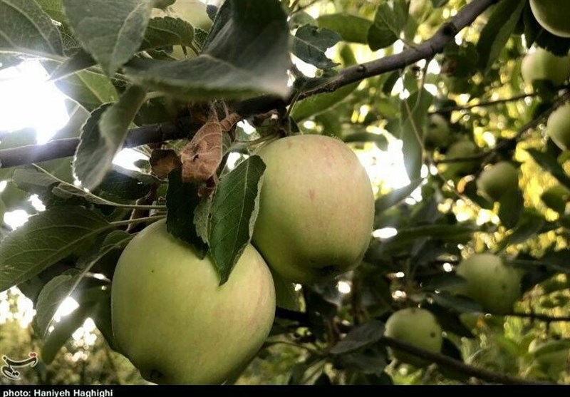 باغات سیب بروجرد در آستانه برداشت+ تصاویر