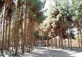 گلایههای شهروندان در شهر کاجها /رسیدگی به فضای سبز بیرجند افزایش یابد