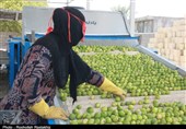 100 هزار تن لیموترش از باغات هرمزگان برداشت شد