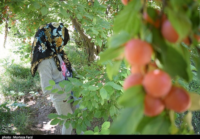 برداشت آلوچه قرمز از باغات قطب‌ آلوچه سرخ کشور در مراغه به‌روایت تصویر