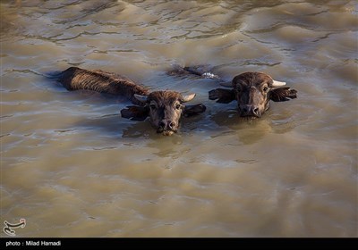 روستاییانیکه با ماهیگیری از تالاب ها نان به سفره میبرند و گاومیش هایشان در گرمای طاقت فرسای جنوب،تن به خنکی آب تالابها میسپارند. 