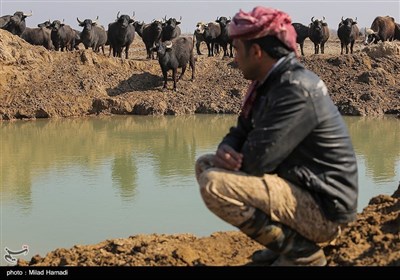 روستاییانیکه با ماهیگیری از تالاب ها نان به سفره میبرند و گاومیش هایشان در گرمای طاقت فرسای جنوب،تن به خنکی آب تالابها میسپارند. 