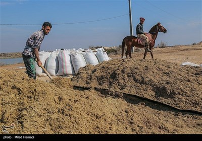 روستای ابوالبوه در جنوب غربی خوزستان و در همسایگی تالاب هور العظیم است .که شغل آنها دامداری و کشاورزی و همچنین ماهیگیری است زندگی در روستای ابوالبوه فصلی است در فصل زمستان و بهار پانزده خانوار ودرتابستان به دلیل گرمی هوا و نبود امکانات و خشکسالی مجبور میشوند که به شهر برگردند و فقط چهار خانوار در تابستان آنجا زندگی میکنند .