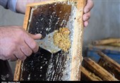 واحد فرآوری و بسته‌بندی عسل در قطب تولید عسل کشور به روایت تصاویر