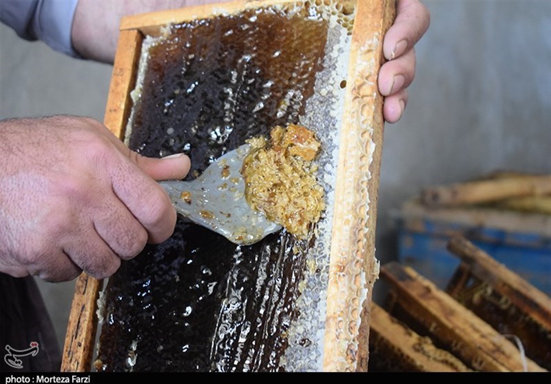 واحد فرآوری و بسته‌بندی عسل در قطب تولید عسل کشور به روایت تصاویر