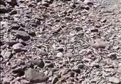 مرگ ماهیان کوهدشت در کمآبی؛ برداشت آب از مادیانرود
