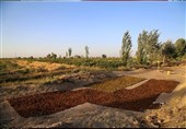 تولید کشمش به روش سنتی در تاکستان قزوین به روایت تصویر