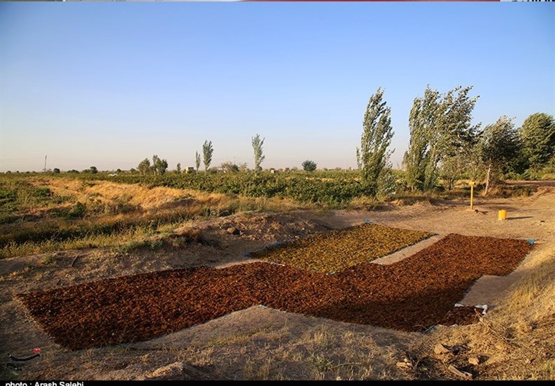 تولید کشمش به روش سنتی در تاکستان قزوین به روایت تصویر