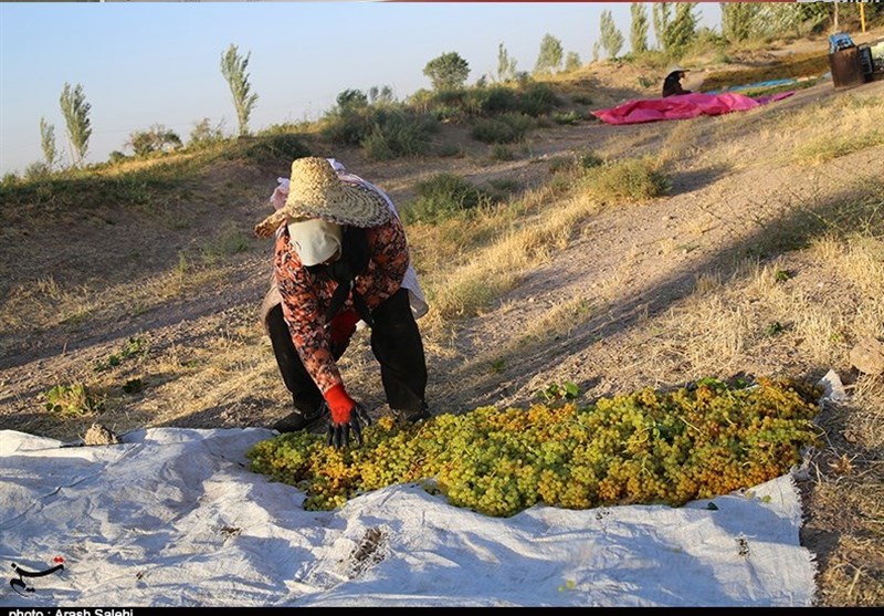 کشاورزی , استانداری قزوین , 