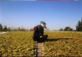 بحران در فروش محصولات کشاورزان ایران ـ 2| دلاّل‌ها در کمین بُزخری کشمش تاکداران قزوینی/ وعده‌ خرید تضمینی ‌در حد حرف باقی ماند + فیلم‌‌