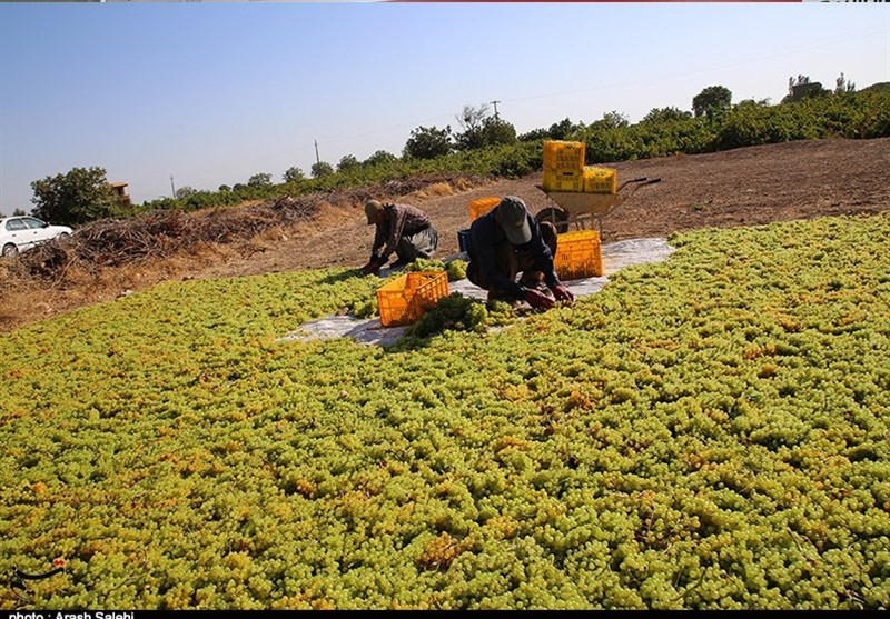 کشاورزی , استانداری قزوین , 