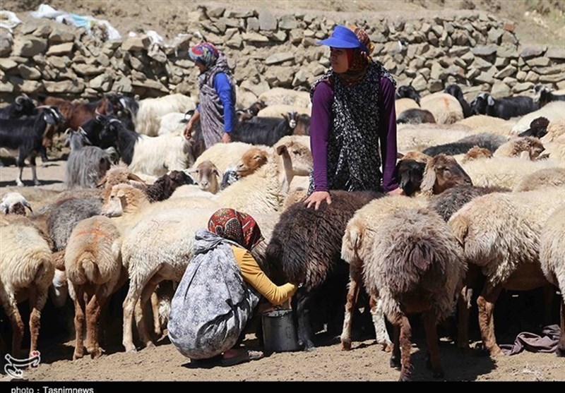 صنعت دامداری خراسان جنوبی به سمت ورشکستگی پیش می‌رود/دام‌ها گرسنه و دامدار سرگردان