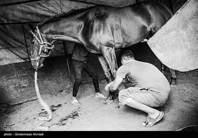 در این روزها بیشتر زمان صرف نگه داری و تیمار و تمرینات مداوم اسبها میشود تا برای شرکت در کوروس و مسابقه .