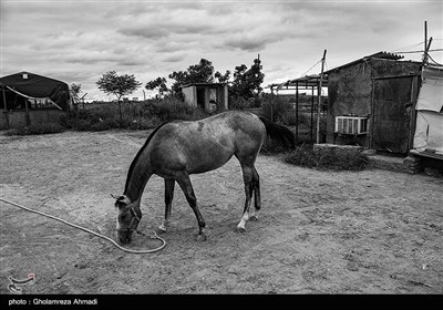 در این روزها بیشتر زمان صرف نگه داری و تیمار و تمرینات مداوم اسبها میشود تا برای شرکت در کوروس و مسابقه .