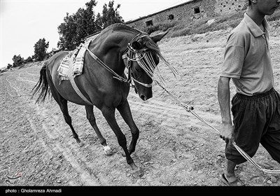 در این روزها بیشتر زمان صرف نگه داری و تیمار و تمرینات مداوم اسبها میشود تا برای شرکت در کوروس و مسابقه .
