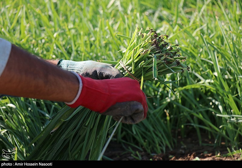 کشت محصولات کشاورزی با آب‌های نامتعارف در کهریزک پیگیری قضایی می‌شود