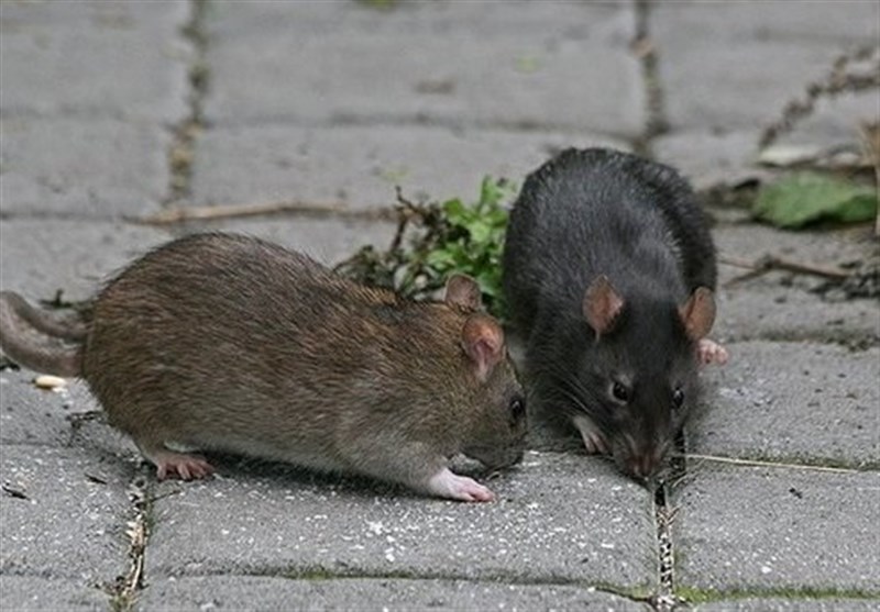 مبارزه با موش‌های پایتخت به روش جدید کلید خورد