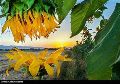 مزارع آفتابگردان در الشتر