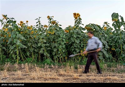 مزارع آفتابگردان در الشتر