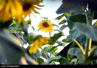 مزارع آفتابگردان در الشتر