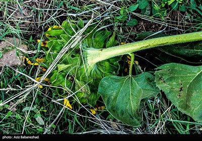 مزارع آفتابگردان در الشتر