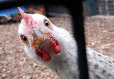  گزارش تسنیم| «مرغ پَر»/ با دولتی که عُرضه کنترل قیمت مرغ را هم ندارد، چه باید کرد؟ 