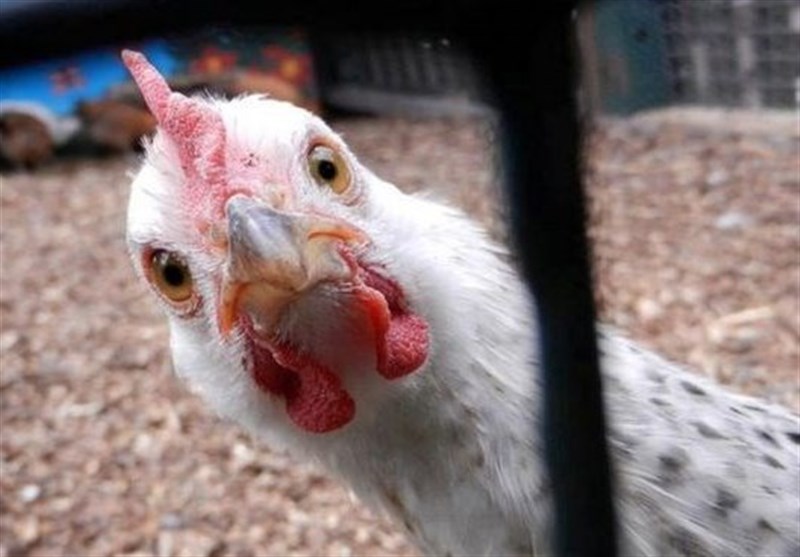 گزارش تسنیم| «مرغ پَر»/ با دولتی که عُرضه کنترل قیمت مرغ را هم ندارد، چه  باید کرد؟- اخبار اقتصاد ایران - اخبار اقتصادی تسنیم - Tasnim