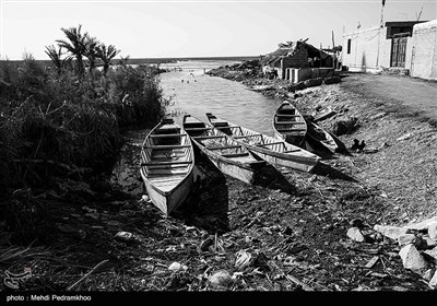 عطشِ نخلستان‌های شادگان