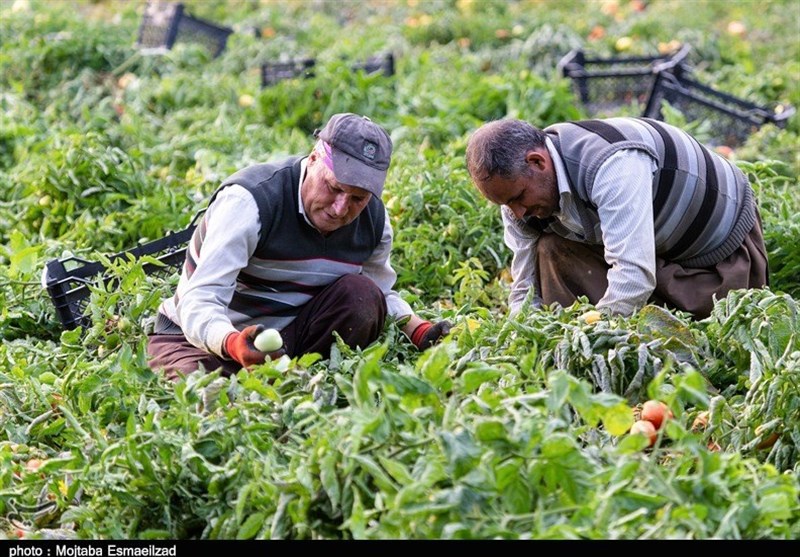 آذربایجان‌غربی| برداشت گوجه‌فرنگی در ارومیه به روایت تصاویر