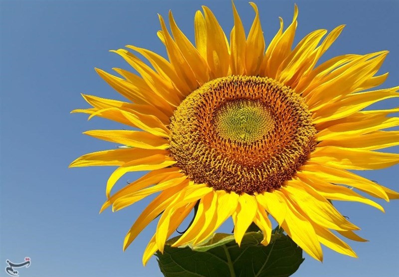 لرستان| مزرعه گل آفتابگردان در پلدختر به روایت تصویر