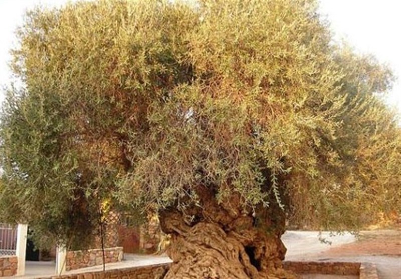 درخت 500ساله &quot;کُنار&quot; استان بوشهر در فهرست میراث ملی ثبت شد