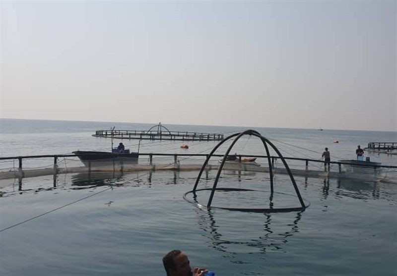 بوشهر| افتتاح پروژه پرورش ماهی در قفس در آب‌های خلیج فارس + فیلم