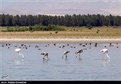 فلامینگوها در یک قدمی خطر نابودی؛ واکنش آب منطقه‌ای فارس درباره رهاسازی حقابه تالاب بختگان