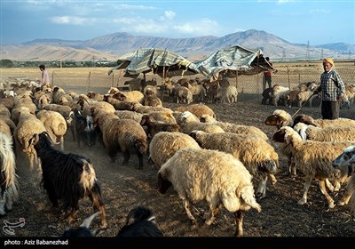 فصل کوچ عشایر لک لرستان