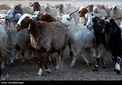 عشایر لک لرستان