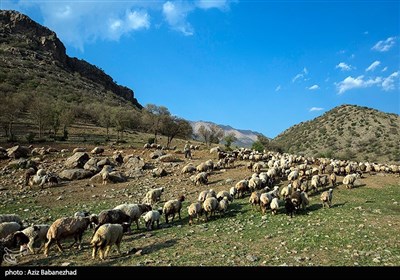 دامنه رشته کوه گرین، منطقه کوهستانی کهمان، روستای هنام و حومه این شهرستان