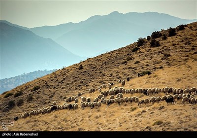 دامنه رشته کوه گرین، منطقه کوهستانی کهمان، روستای هنام و حومه این شهرستان