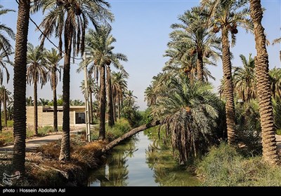 برداشت خارک و رطب - آبادان