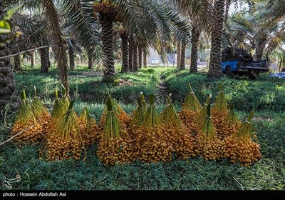 برداشت خارک و رطب - آبادان