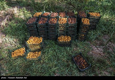 برداشت خارک و رطب - آبادان