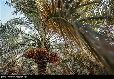 برداشت خارک و رطب - آبادان