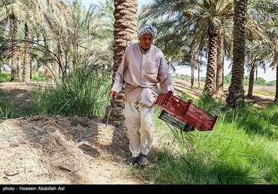 برداشت خارک و رطب - آبادان