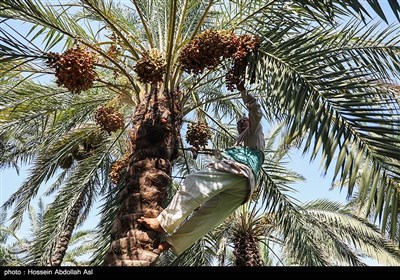 برداشت خارک و رطب - آبادان