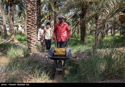 برداشت خارک و رطب - آبادان