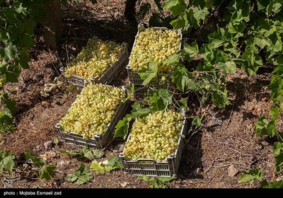 آغاز برداشت انگور از باغات ارومیه