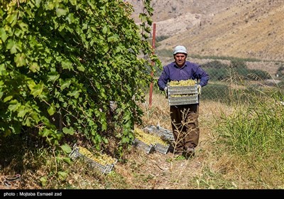 آغاز برداشت انگور از باغات ارومیه